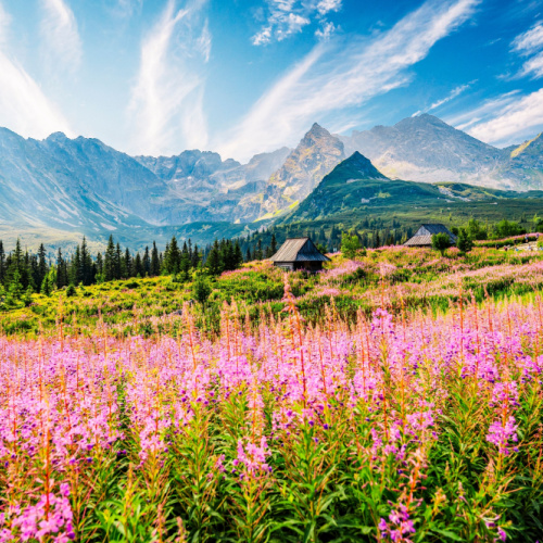 a vast area is a park where the field is covered with pink flowering plants and at a distance are cabins near the forest and mountains on a calm day of the best time to visit Poland.