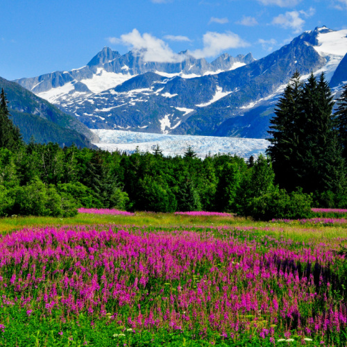 view from a nature park where the field is covered with pink flowering plants, and in background are icy mountains during the best time to visit Alaska.