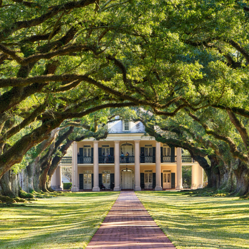 a small road leading to a house where each side is covered with green grass and the path is shaded by branches of trees extending inwards, seen during the best time to visit Louisiana.