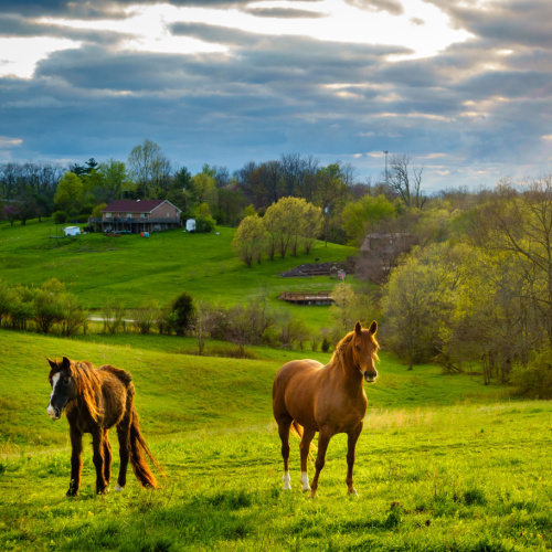 two horses standing on a green field of a vast ranch with trees, and a house can be seen in background, during a sunset of the best time to visit Kentucky.