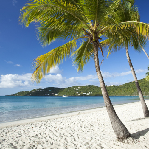 palms trees leaning towards the waters of a white-sand beach during a calm afternoon of the best time to visit Virgin Islands.