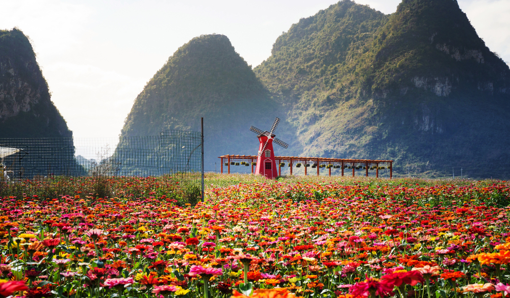 Beautiful flower field with purple and red and pink flower blooms pictured in Guangxi during the summer, the overall best time to visit China