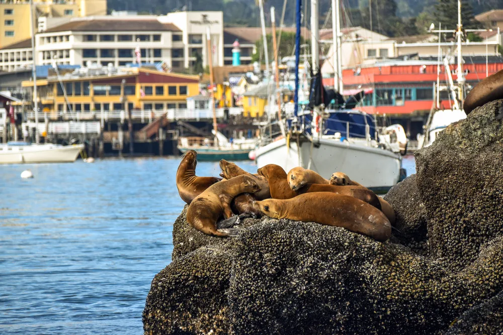 Neat view of a close up of sea lions on rocks in downtown Monterey