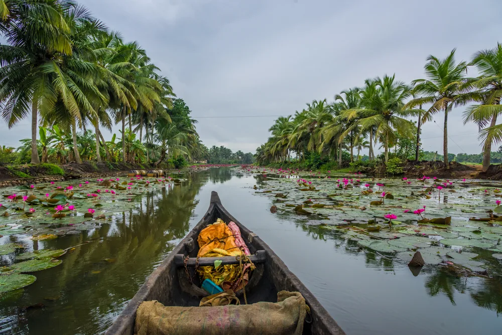 Canoe on the backwaters of Kerala with giant palm trees standing tall overhead during the overall cheapest time to visit Kerala, the monsoon season