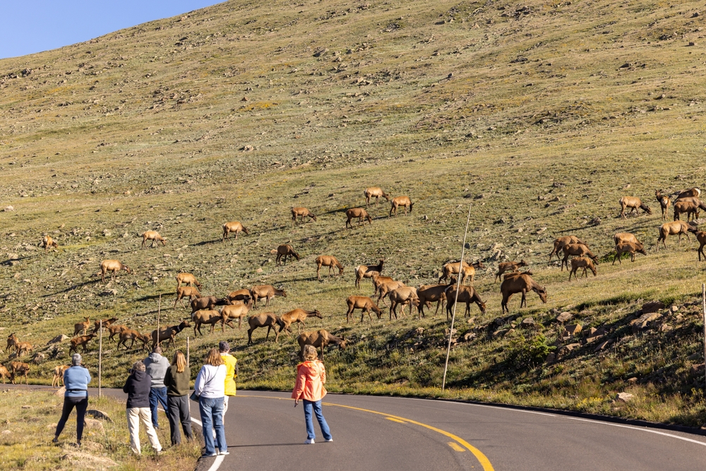 Elk on the popular Trail Ridge Road, as seen in the summer, the overall best time to visit Rocky Mountain National Park