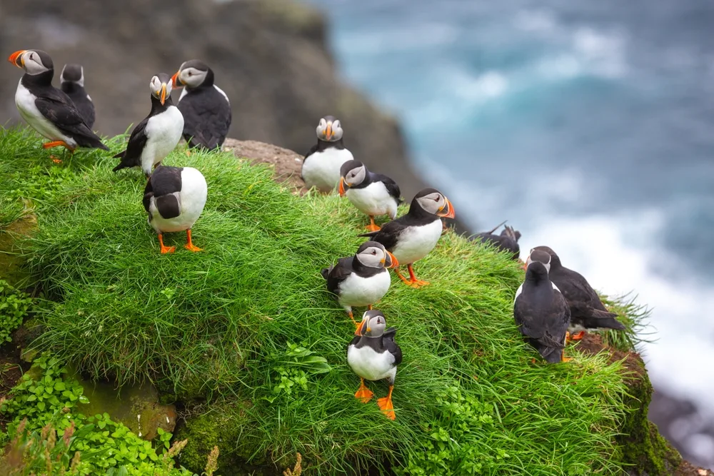 Puffins sit cutely on the side of a hill on Mykines, Denmark during the overall best time to visit the Faroe Islands
