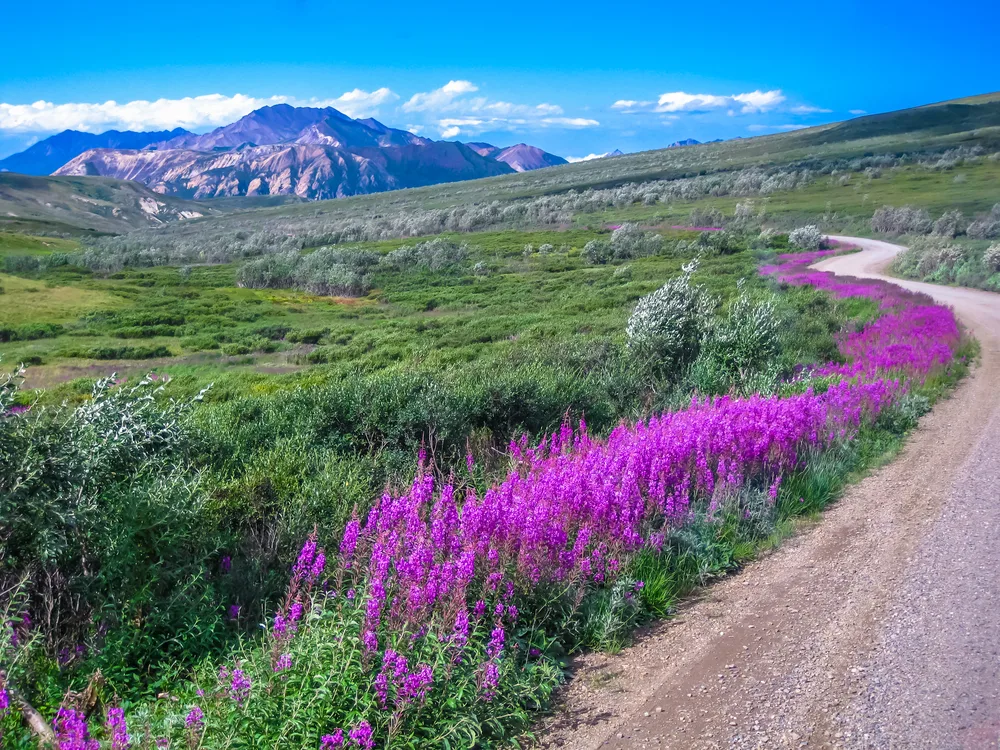 Spectacular view of a windy gravel road pictured in the summer during the best time to visit Denali National Park with purple flowers along the road and blue skies overhead