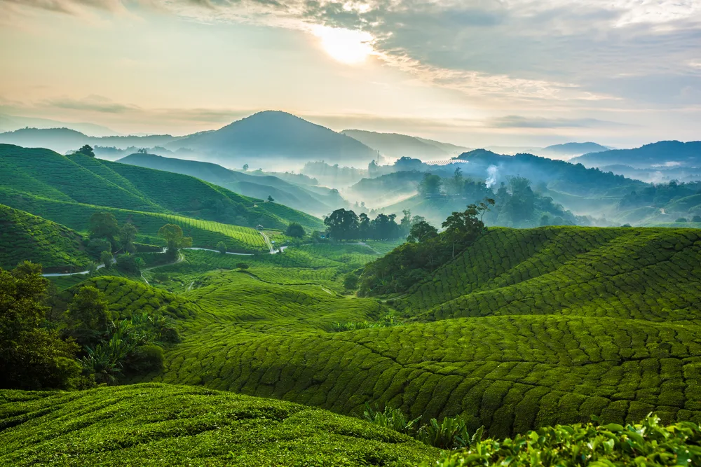 Misty morning in the Cameron Highlands, pictured during the winter (the cheapest time to visit Malaysia) with the sun peeking out from behind some clouds and green tea fields stretching across the rolling hills as far as the eye can see