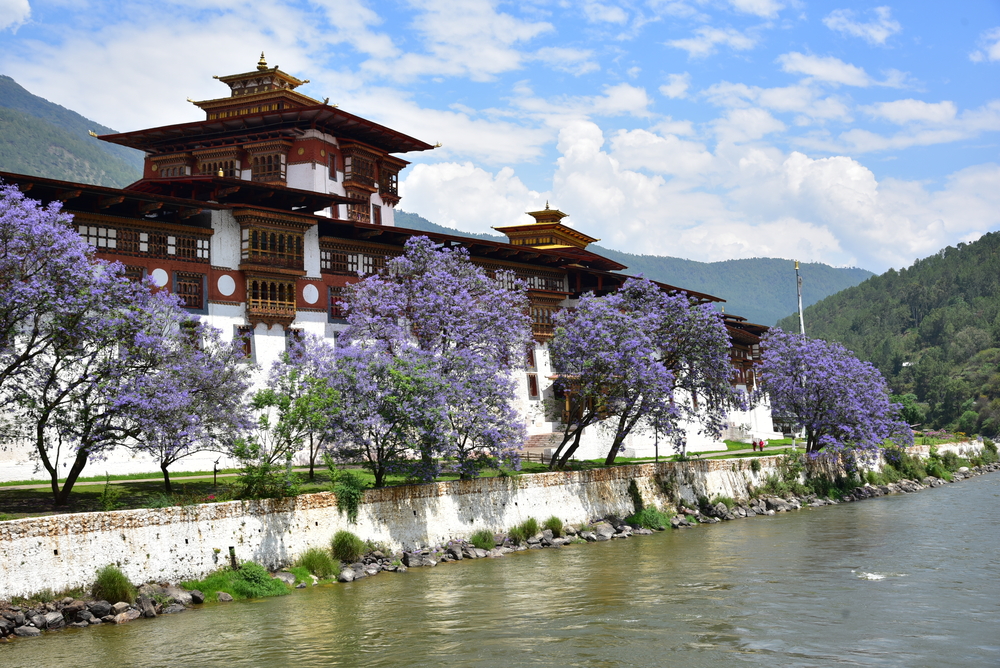 Punakha Dzong Monastery, pictured during the best time to visit Bhutan, with purple flowers towering over a wide stream