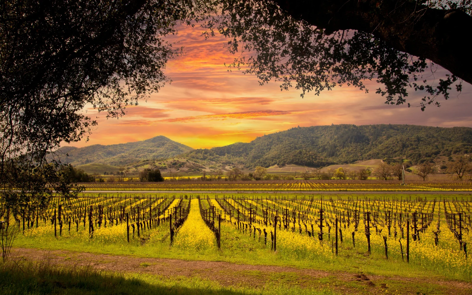 The Best & Worst times to visit Napa in 2024 (Our Take)