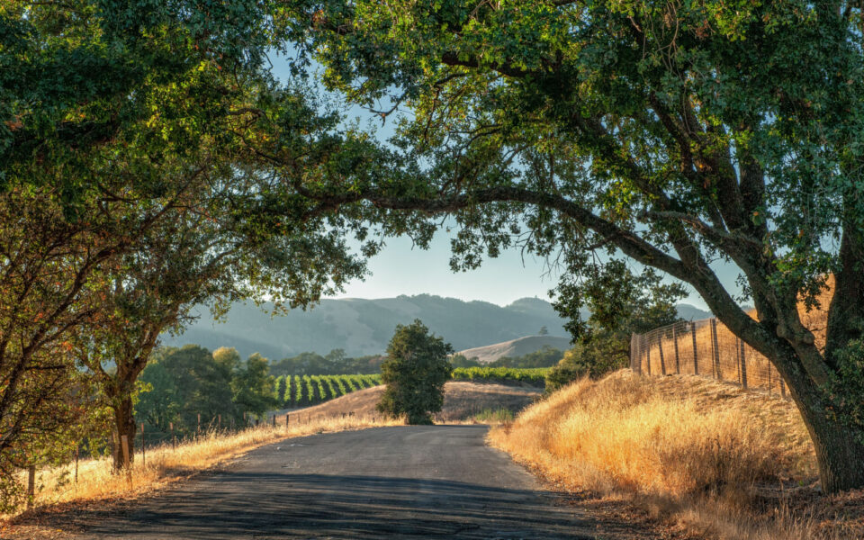 The Best Worst Times To Visit Sonoma In 2024 Our Take   Shutterstock 614291393 960x600 