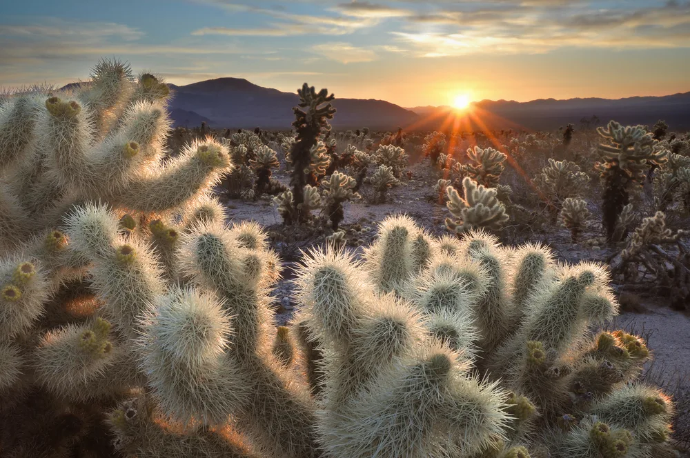 Bunch of cacti with the sun rising over them during the best time to visit Joshua Tree National Park