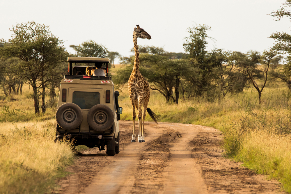 Giraffe standing on a road in Tanzania in Serengeti National Park during the overall best time to visit Tanzania