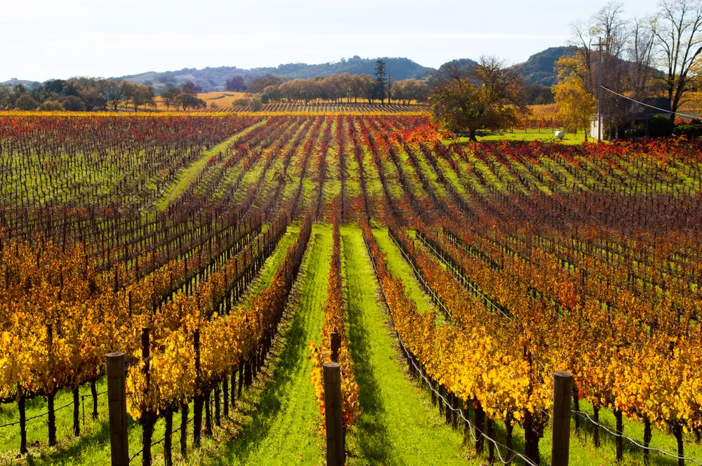 Fall vineyards near Healdsburg, California, pictured during the least busy time to visit Sonoma, the fall