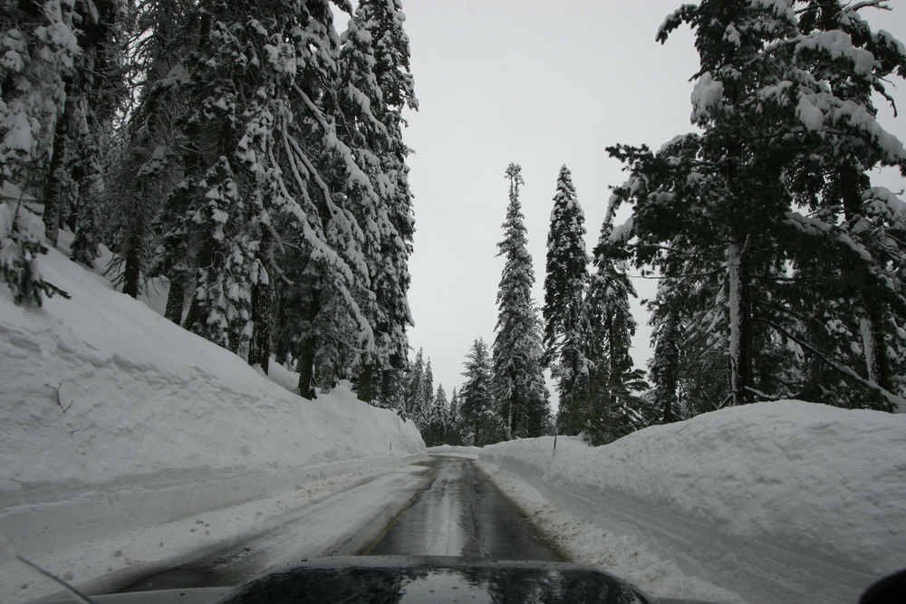Snowy road in Kings Canyon National Park with snow-capped trees on either side of the road