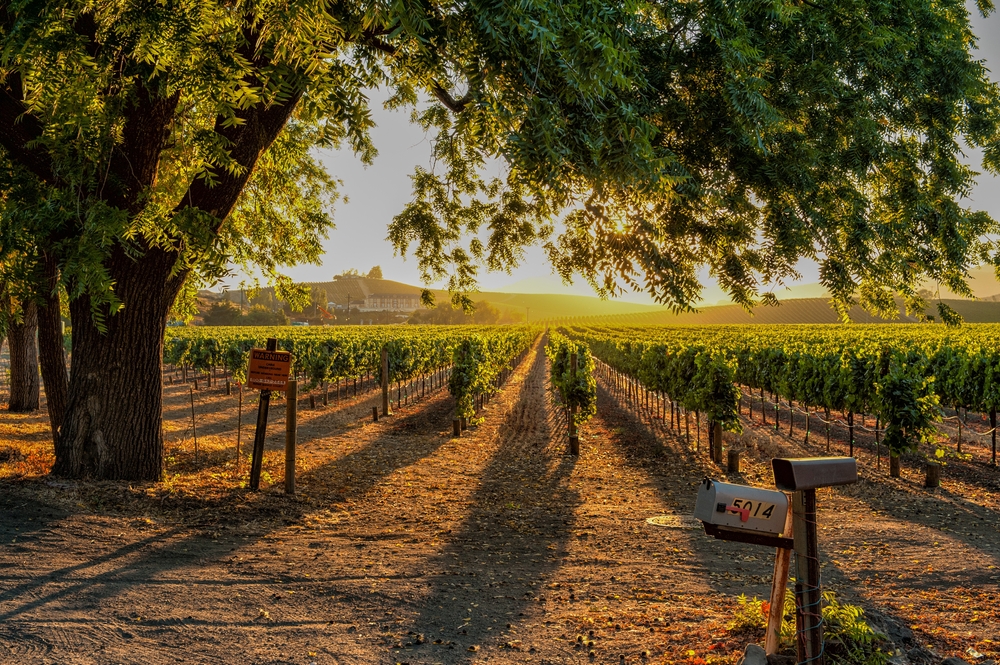 Photo of a sunset over a vineyard in Sonoma framed by trees with orange hills in the background