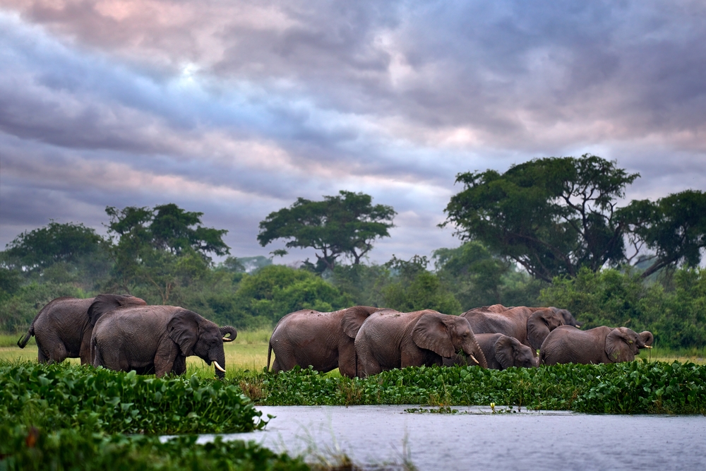Elephants pictured on a safari in Tanzania during the rainy season, the overall worst time to visit