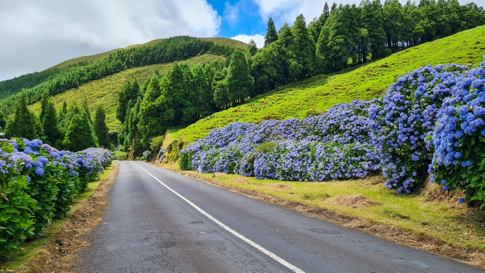 Flowering blue plants on either side of the street pictured during the spring, one of the best times to visit the Azores