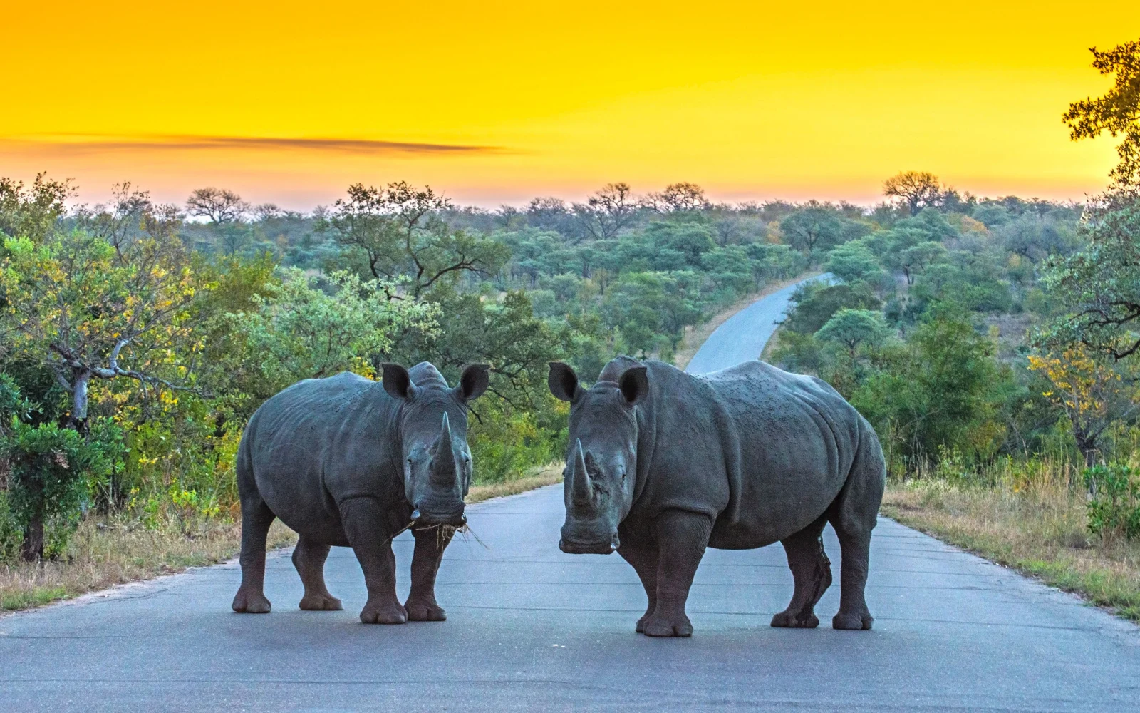The Best & Worst Times to Visit Kruger National Park in 2024