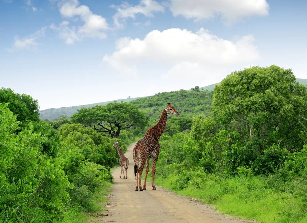 Giraffes standing in the middle of the road in Kruger during the cheapest time to visit Kruger National Park with clouds overhead