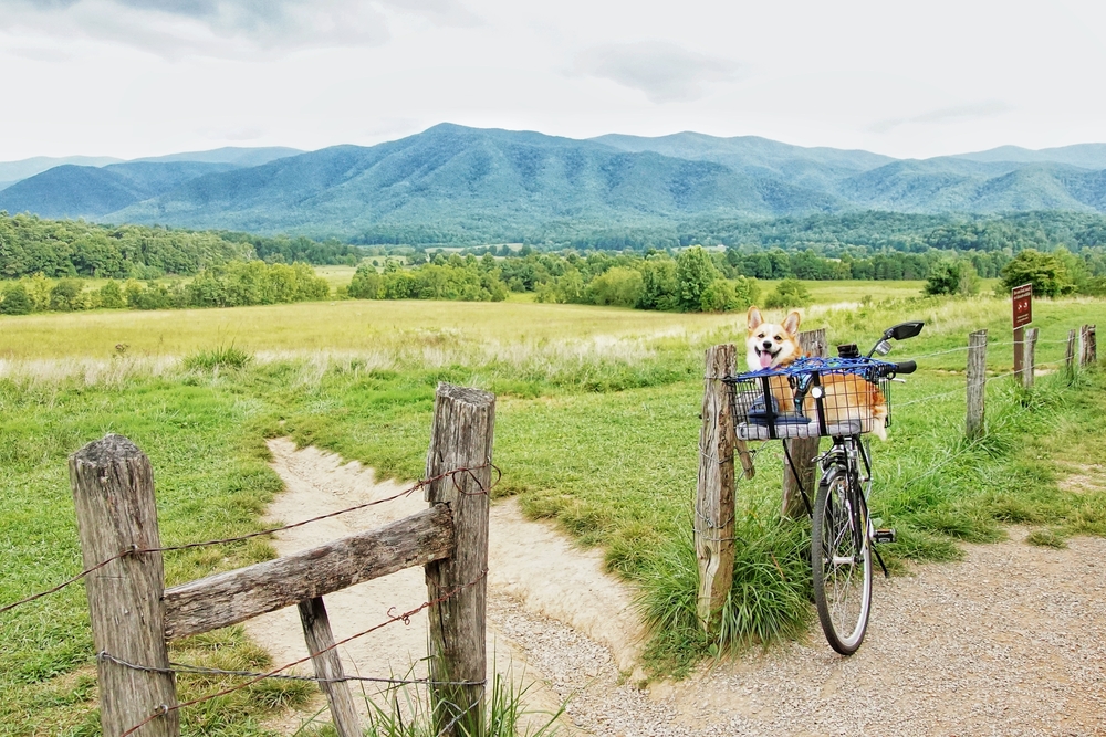 Bike leaning up against a fence with a dog in the basket under gloomy skies during the spring, the cheapest time to visit the Smoky Mountains