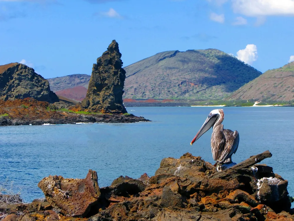 Pelican sitting on a rock in front of the water and across the bay from the Island of Bartolome, seen during the best overall time to visit the Galapagos Islands