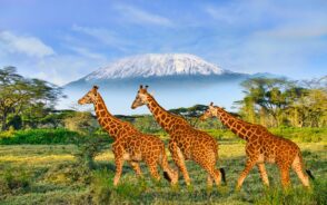 Shot of 3 giraffes walking with Mount Kilimanjaro in the background in Tsavo East and West parks during the overall best time to visit Kenya