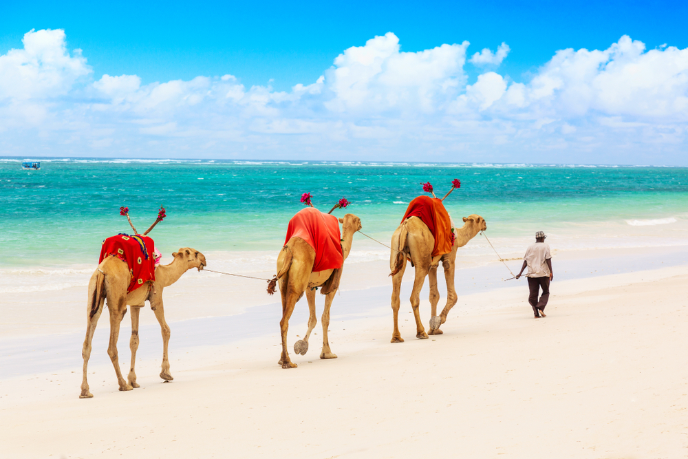 Three camels walking along Diani Beach in Kenya on the Indian Ocean being led by a man on a nice day during the best time to visit Kenya