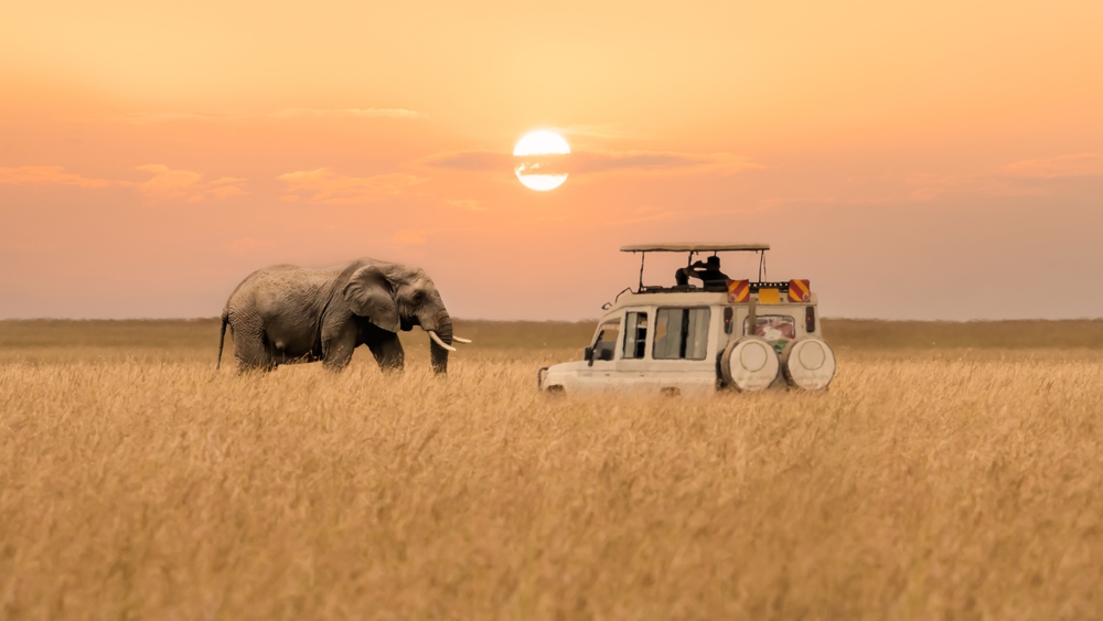 Sunset shot at Maasai Mara National Reserve with a safari vehicle stopped in front of an African elephant in the dry plains during the cheapest time to visit Kenya