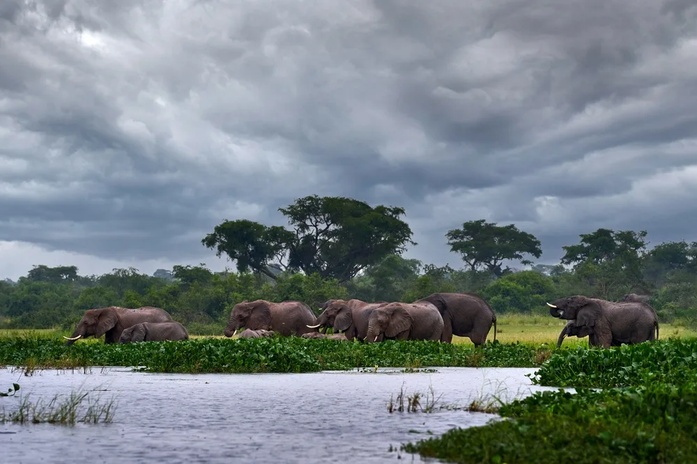 African elephants surrounding a watering hole with rainy, cloudy skies overhead during the least busy time to visit Kenya