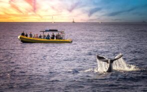 Image of a Maui whale watching tour at sunset featuring people on a boat taking photos of a whale breaching