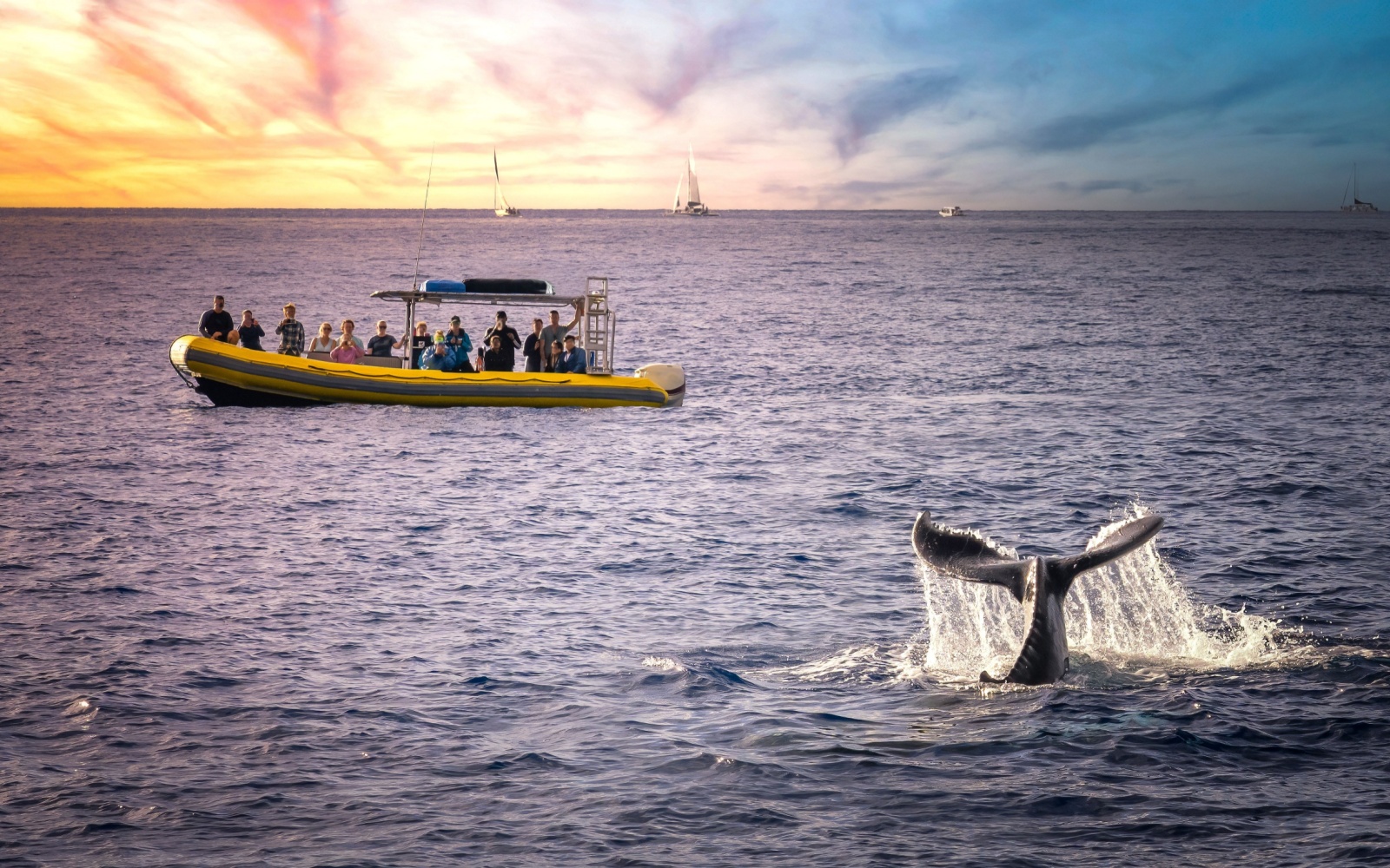 Maui Whale Watching Guide: Best Times, Tours & Tips (2025 Edition)