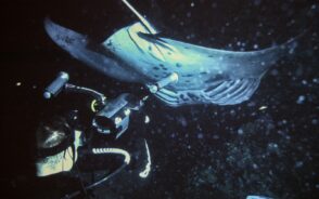 Underwater photo of a Kona night manta ray dive with divers shining flashlights at the fish