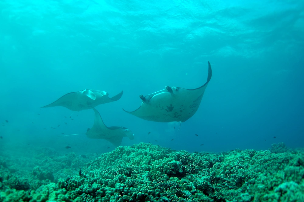 Manta ray cove, home of the Kona manta ray night dive tours, featuring manta rays in the ocean