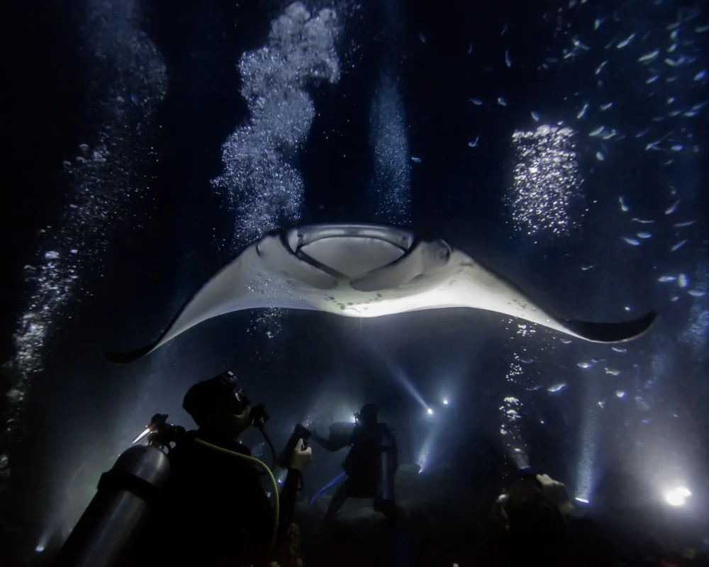 Manta rays swimming at night for a Kona manta ray night dive