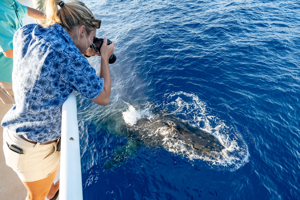 Woman in a blue shirt in Maui taking a photo of a whale from a Maui whale watching boat